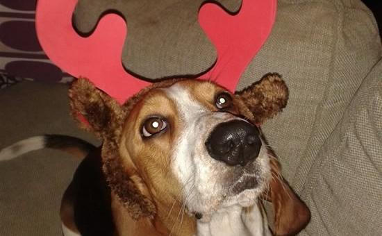 Rufus the reindeer